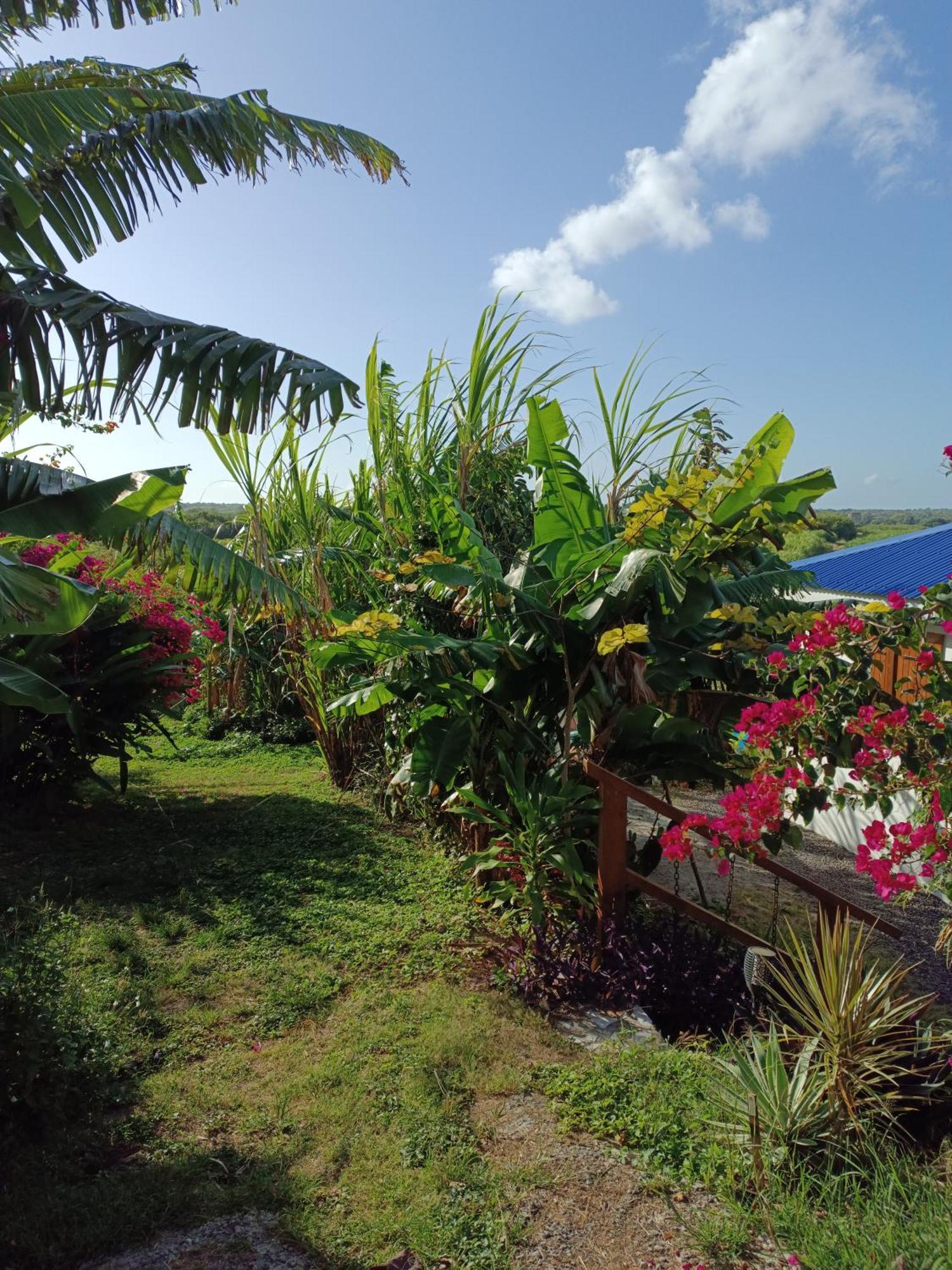 Kaz A Klemence Gite Creole Avec Piscine Et Table Dhotes A Anse Bertrand Exterior foto
